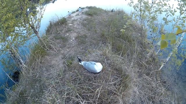 Сизая чайка 160511 4 у березки Спаривание крачек и съем камеры смотреть онлайн