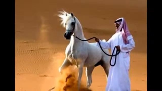 Топ 10: самые дорогие лошади смотреть онлайн