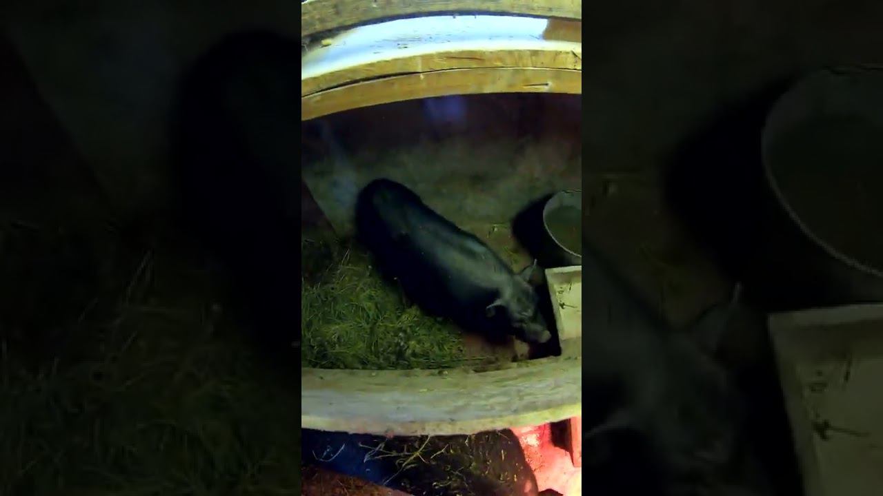 Расселил свинок смотреть онлайн