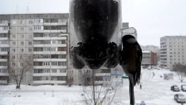 Птицы и кормушка смотреть онлайн