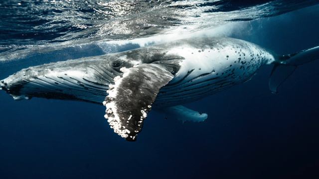Whale Meditation Music: Relax Mind & Body, Whale Meditation, Sounds & Music 31301W