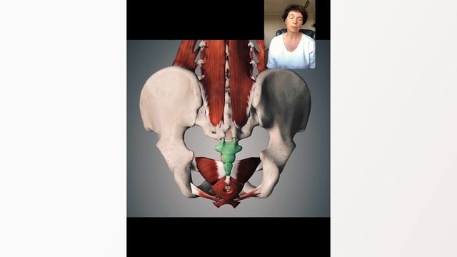 Мышцы тазового дна. Запись стрима с Instagram смотреть онлайн