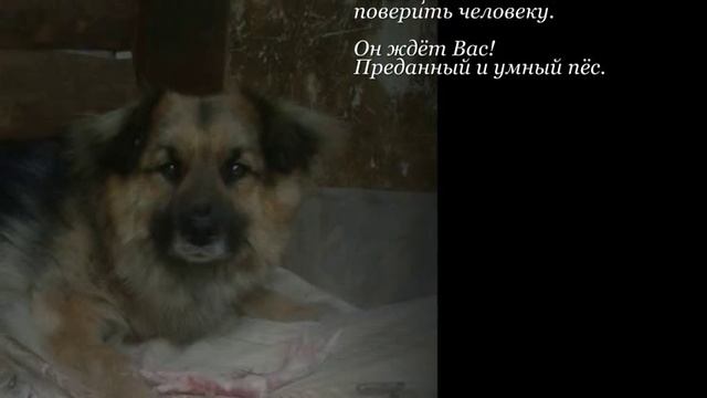 Бездомные собаки, выпуск 1 (Приют "Кот и пёс", Ижевск, Удмуртия). Каталог собак. смотреть онлайн