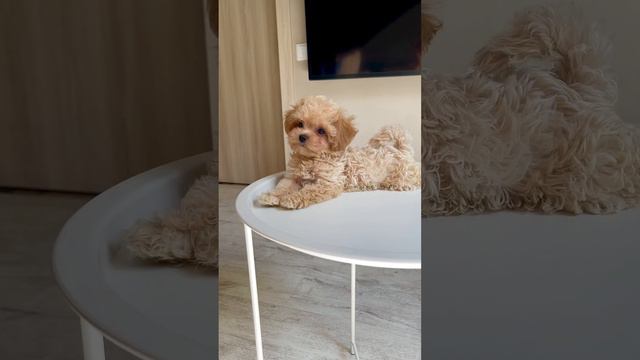 Мальтипу мальчик красавчик ☺️💓