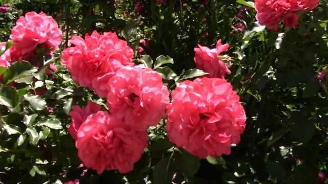 Цветение розы Rosarium Uetersen . 29.06.18 смотреть онлайн