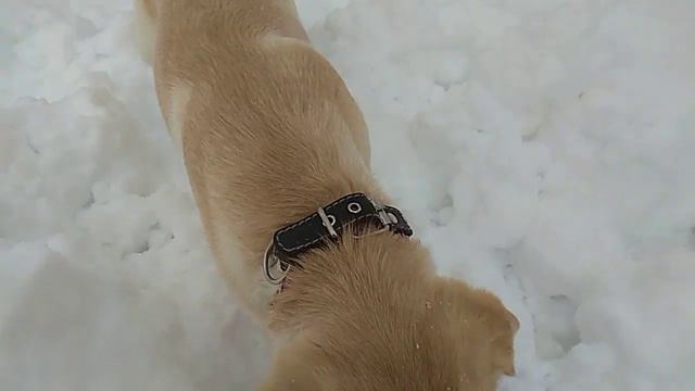 Лабрадор на весёлой прогулке смотреть онлайн