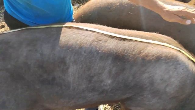 ВЕС ХРЯКА В 10 МЕСЯЦЕВ смотреть онлайн