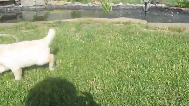 золотистый ретривер