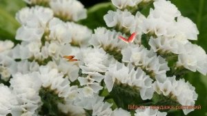 Статица обыкновенный Вайт ? обыкновенный статица Вайт обзор: как сажать, семена статицы Вайт