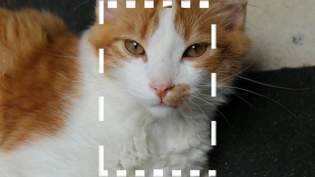 лежанка куб домик трансформер для кошек смотреть онлайн