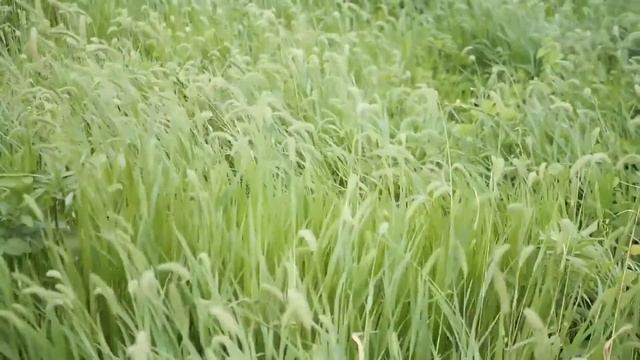 Медитация погружения в прошлую жизнь, где было много родительской любви смотреть онлайн