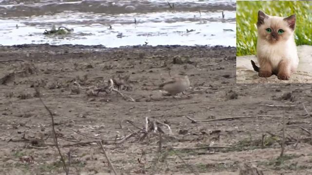 Малый жаворонок - Calandrella brachydactyla смотреть онлайн