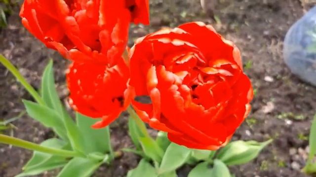 ДАЧНЫЙ БЛОГ. КРАСИВЫЕ ЦВЕТЫ В САДУ!/DACHA BLOG. BEAUTIFUL FLOWERS IN THE GARDEN! смотреть онлайн