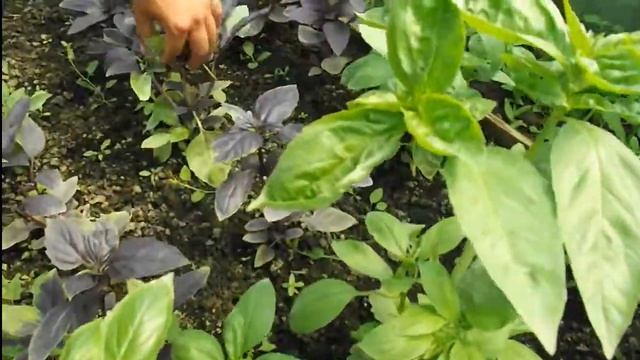 Песто, Гастроном - базилик от Глобал Сидс (ЛПХ Федоренко). 2 часть смотреть онлайн