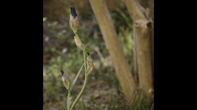 Sigma DP3 Merrill: The Plant-loving Camera (Part 1) смотреть онлайн
