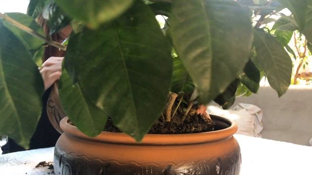 ОСОБЕННОСТИ УХОДА И ПЕРЕСАДКИ ГАРДЕНИИ ЖАСМИНОВИДНОЙ 4К смотреть онлайн