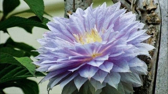 Clematis plant / Clematis white vine: A beautiful flowering plant. смотреть онлайн