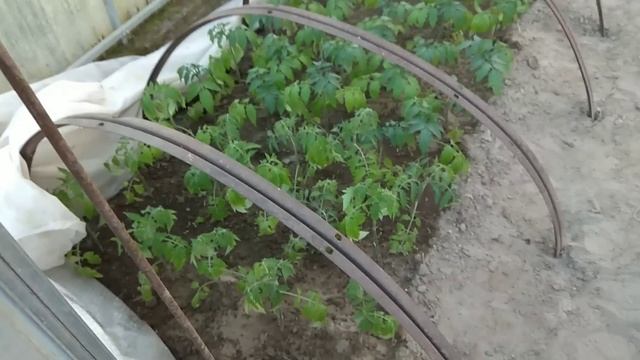 Дела огородные/ Голубика, как поживает рассада смотреть онлайн