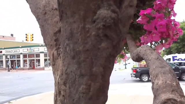 Living Tree Art смотреть онлайн
