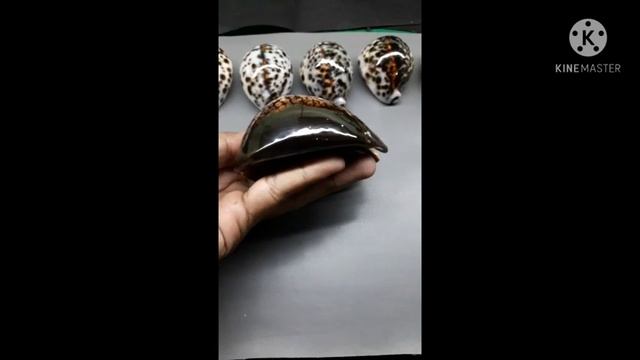 #seashell #CYPRAEA #tigris