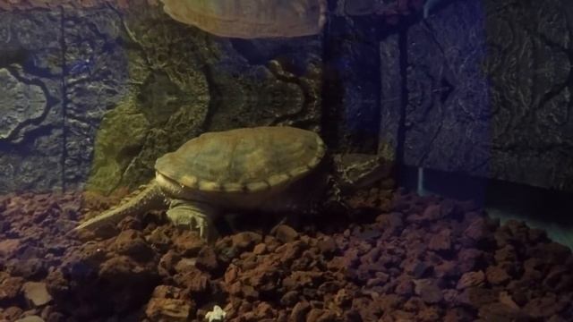 Cyprus.Protaras.Ocean Aquarium park (part 2).- Кіпр.Протарас.Акварiум-парк (2 серiя). смотреть онлайн