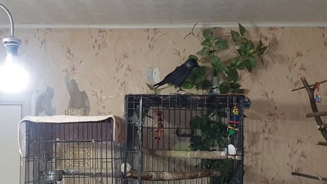 ЛЮБИТЕЛЬ ПТИЦ и ПТИЧИЙ ВРАЧ. В ЧЁМ РАЗНИЦА смотреть онлайн