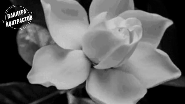 Видеоуроки по ИЗО/Урок 5 Светлое и темное смотреть онлайн