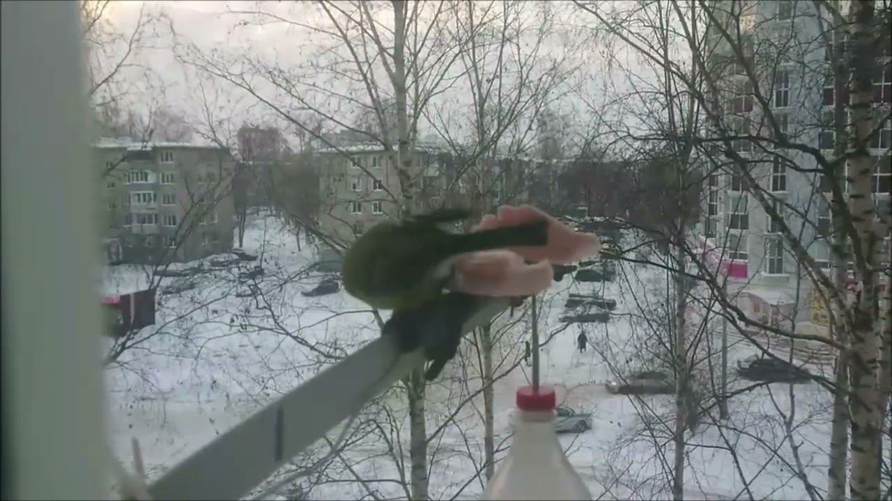 Синички на сале :-) смотреть онлайн