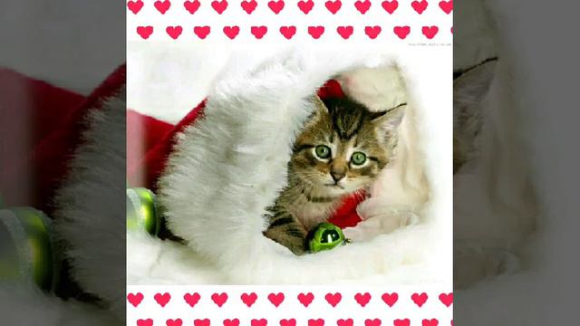 Кто ты по знаку зодиака из котиков!😘💖 смотреть онлайн