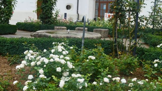 Фото клип ЦВЕТЫ - Розы во дворе. (FLOWERS - Roses in the yard) смотреть онлайн