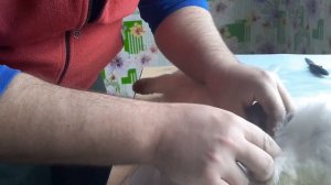 Как кастрировать кроликов?..