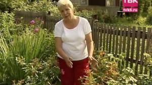 Советы тети Тани. Царица сада - роза.