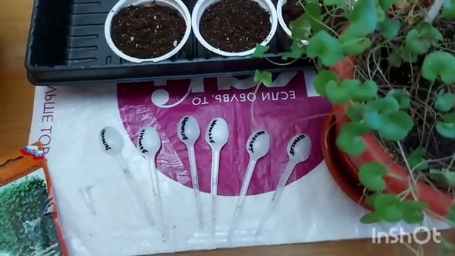 Черенкование дихондры "Изумрудный водопад". смотреть онлайн