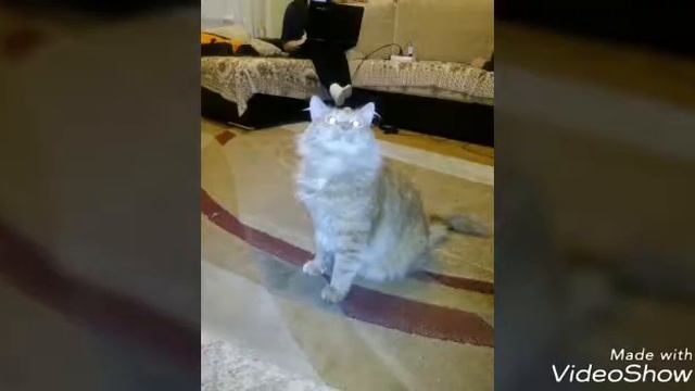 Нужен котик? Если да номер напишу в коменнтарии))) смотреть онлайн