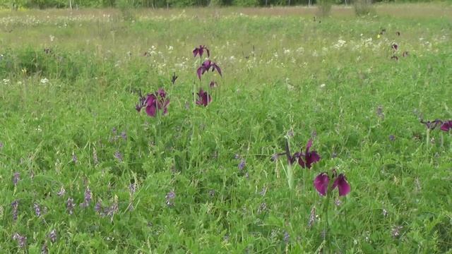 Начало июля 2019 года смотреть онлайн