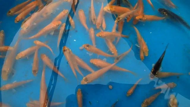 Малек карпа кои. 3-5см Россия 2023г смотреть онлайн