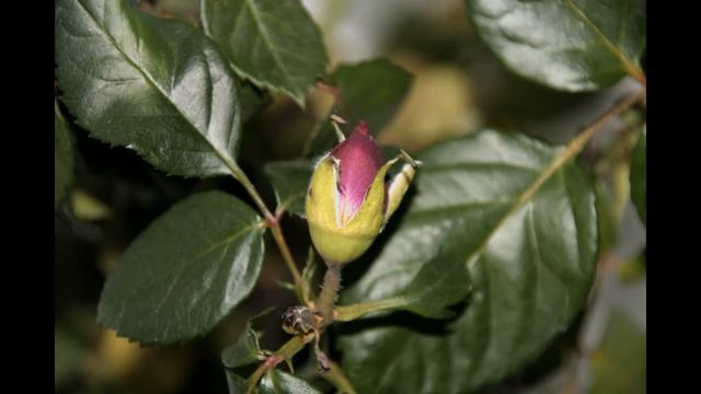 Цветение розы. Красота и печаль. Rose. Timelapse смотреть онлайн