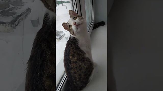 Барсик тигар смотреть онлайн