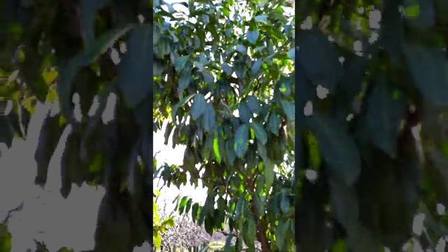 Лавровишня лекарственная(Prunus laurocerasus) смотреть онлайн