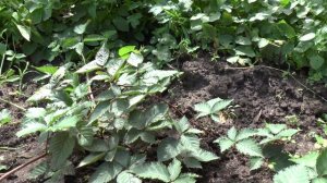 Ежевика сорта Лох Тей