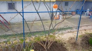 Роза Эльф-габариты куста этого сорта 12 апреля 2021 года