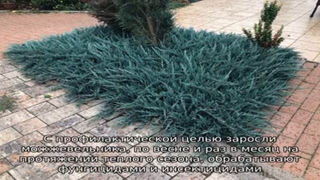 Выбираем горизонтальный можжевельник Блю Чип для украшения своего сада смотреть онлайн