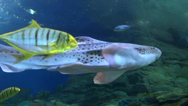 Для тех, кто боится нырять......океанариум смотреть онлайн