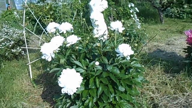 Пион Максима Фестива в моём саду смотреть онлайн