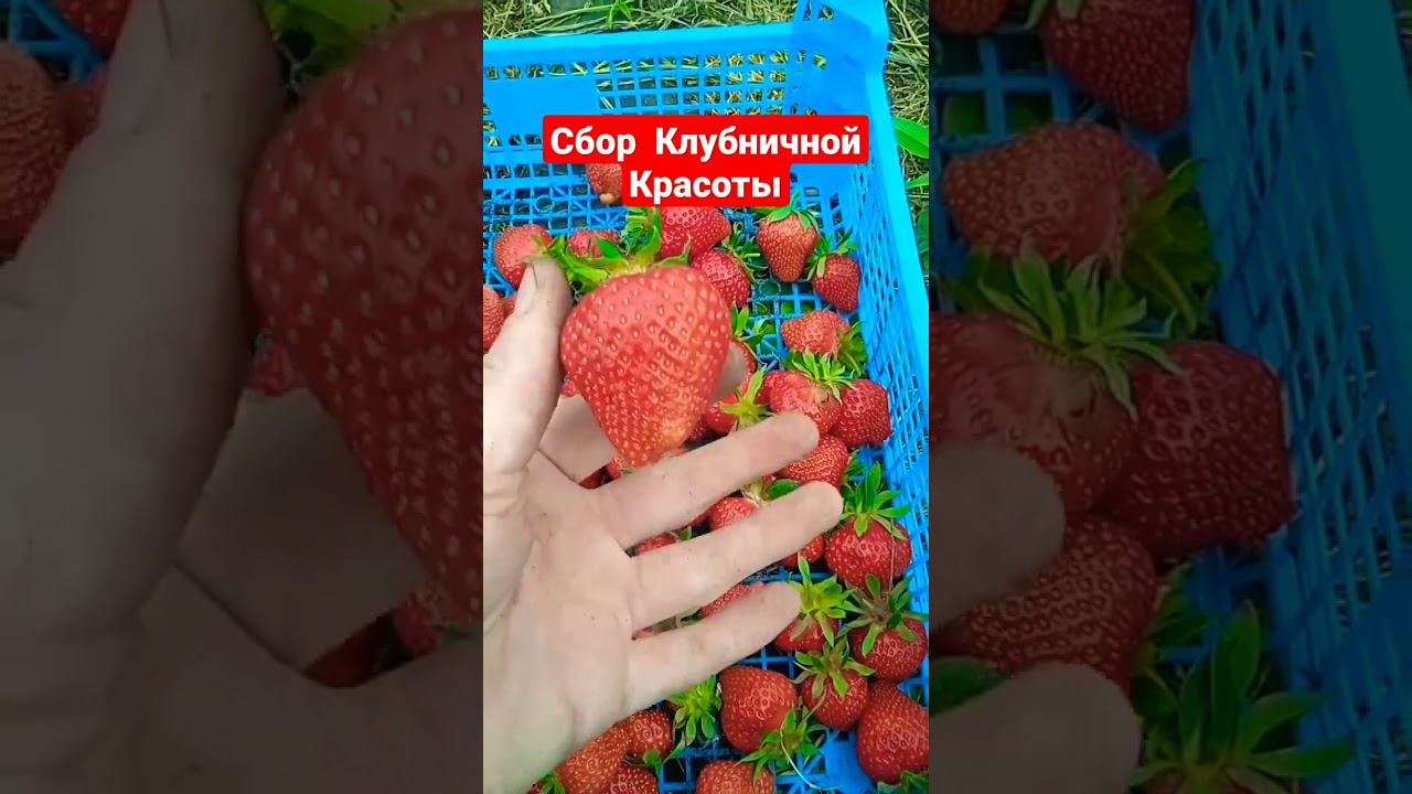 Собираем клубничную красоту #клубника #shorts #short #strawberry #выращиваниеклубники смотреть онлайн