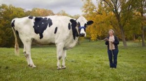 Кормление голштинских коров | Способы откорма | Откорм КРС | Коровы | Голштинские коровы