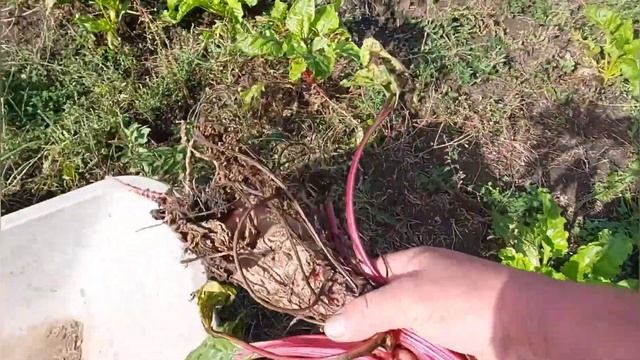 Итоги года . Огород . Урожай 2021 . Плюсы и минусы огорода смотреть онлайн