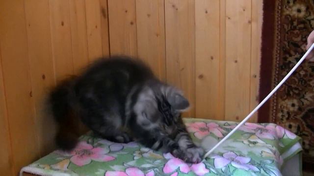 Klod Oka Coon. 3 месяца смотреть онлайн