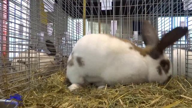 Кролик Немецкий пёстрый великан, окрас мадагаскар смотреть онлайн