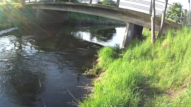 70 форелей за 2 часа на дикой реке! Река Radunia. смотреть онлайн